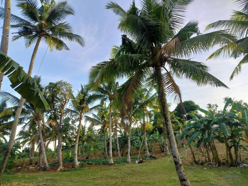 Agricultural Lot for sale in Aloguinsan - image 2