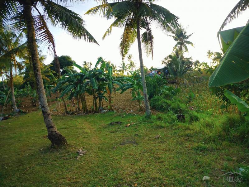 Agricultural Lot for sale in Aloguinsan - image 3