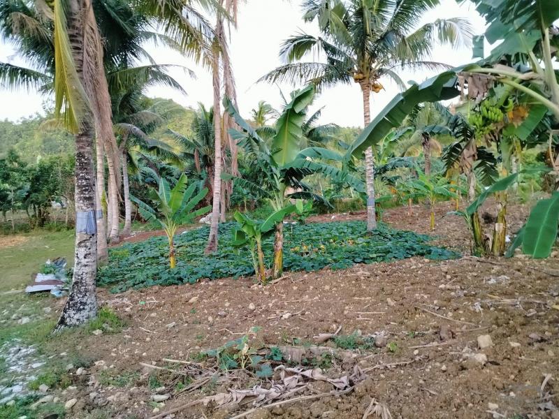 Agricultural Lot for sale in Aloguinsan - image 4