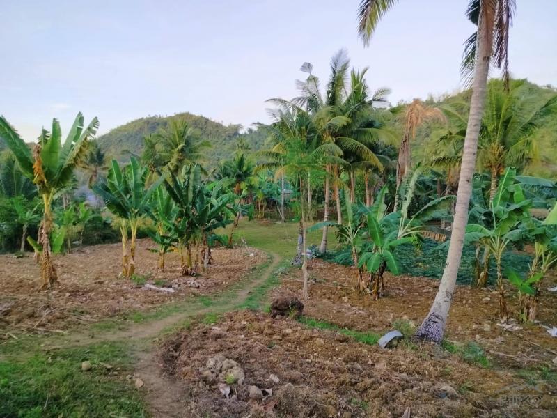 Agricultural Lot for sale in Aloguinsan - image 5