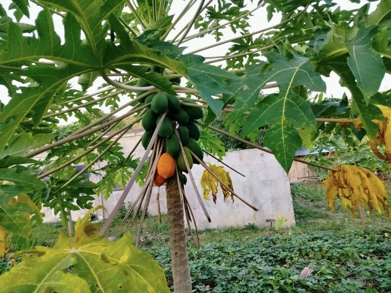 Agricultural Lot for sale in Aloguinsan - image 6