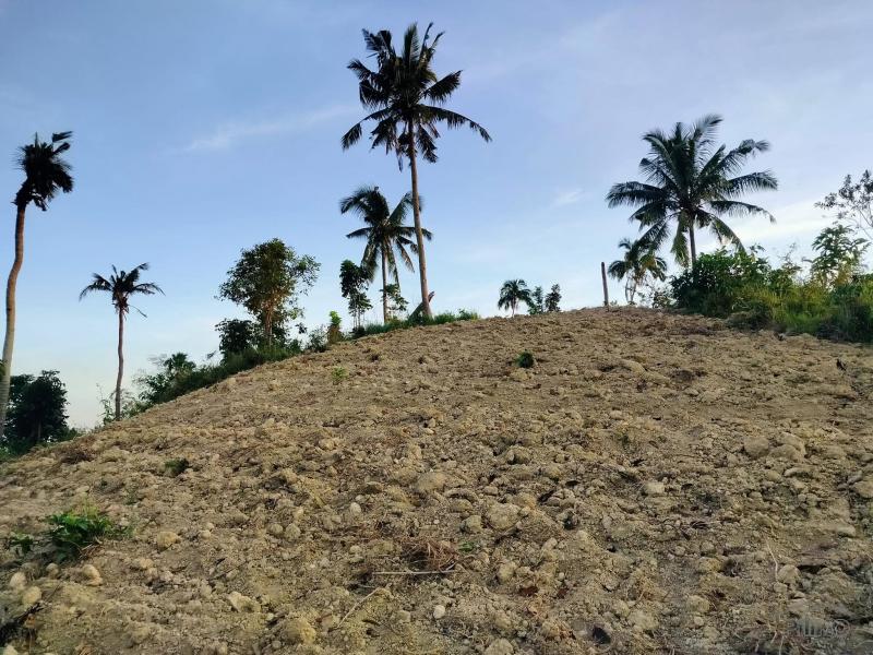 Agricultural Lot for sale in Aloguinsan - image 7