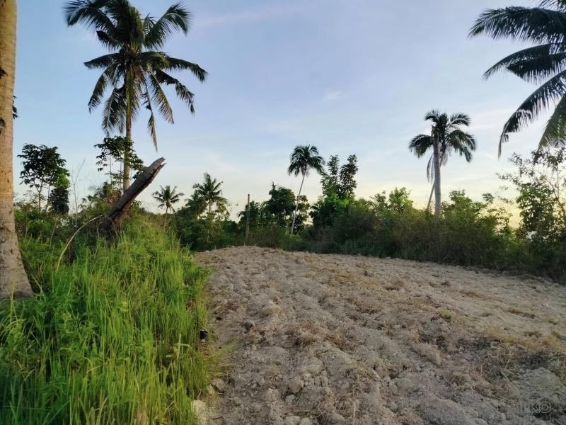 Agricultural Lot for sale in Aloguinsan - image 8
