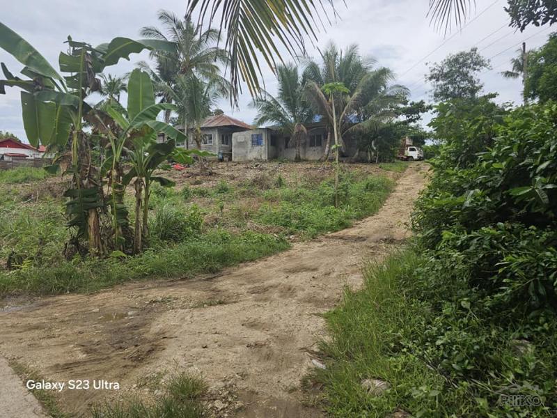 Agricultural Lot for sale in Bogo - image 5
