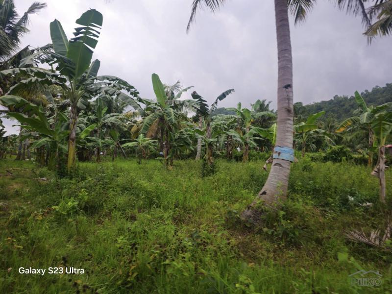 Agricultural Lot for sale in Aloguinsan - image 11