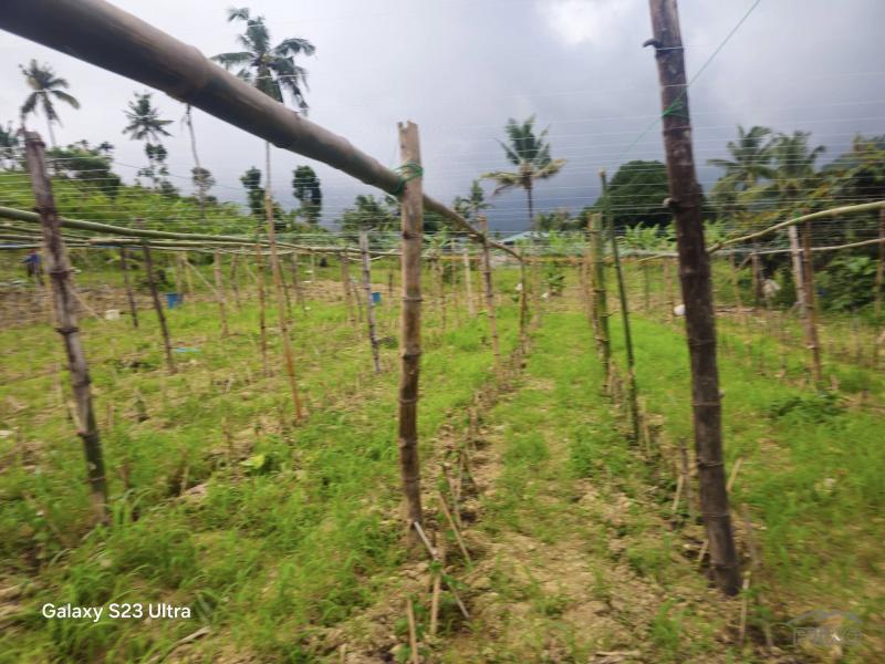 Agricultural Lot for sale in Aloguinsan - image 13