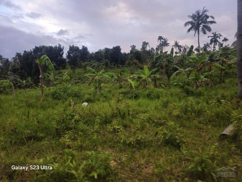 Agricultural Lot for sale in Aloguinsan - image 14