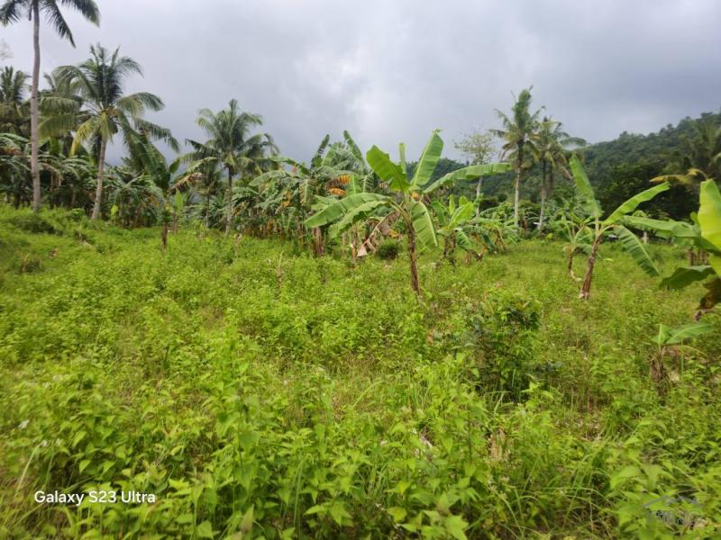 Agricultural Lot for sale in Aloguinsan - image 15