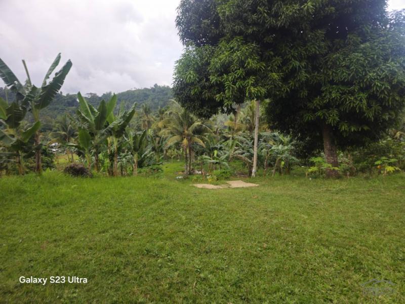 Agricultural Lot for sale in Aloguinsan - image 16