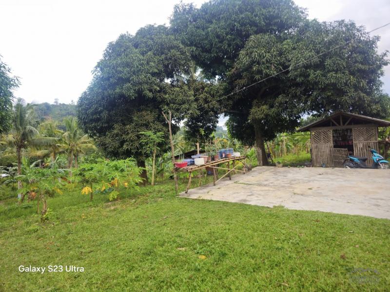 Agricultural Lot for sale in Aloguinsan - image 2