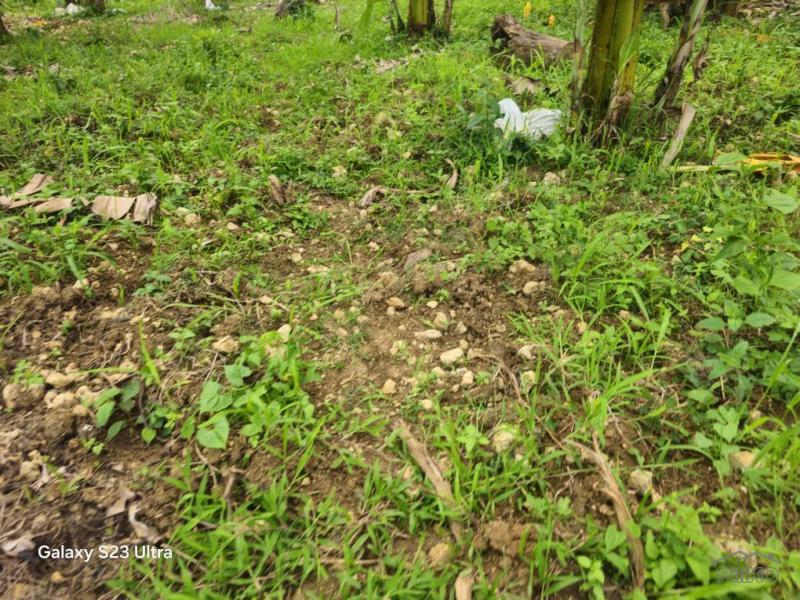 Agricultural Lot for sale in Aloguinsan - image 4