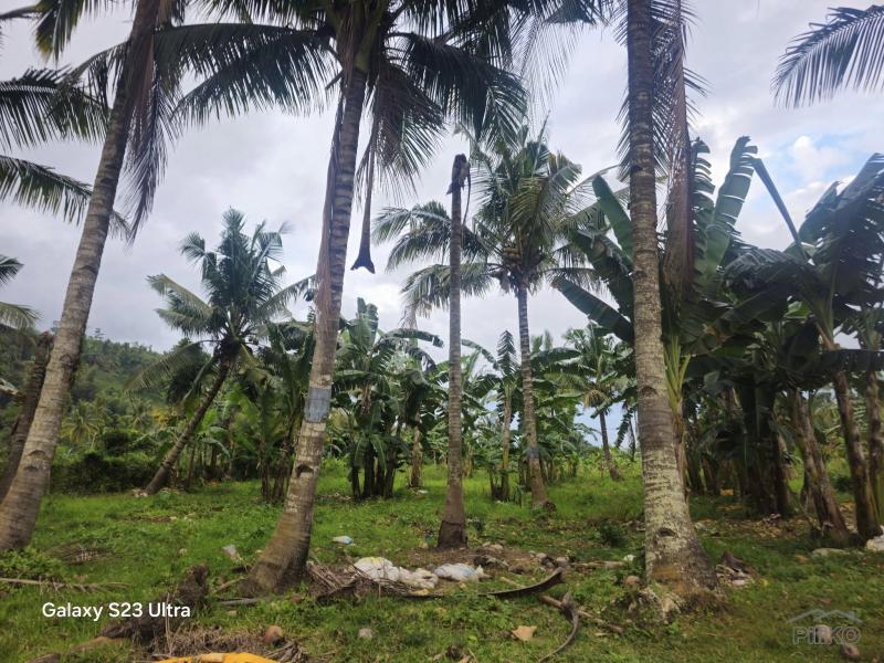 Agricultural Lot for sale in Aloguinsan - image 5