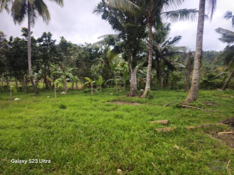 Agricultural Lot for sale in Aloguinsan - image 6