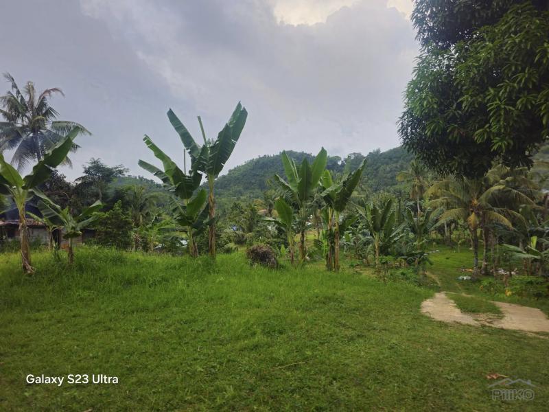 Agricultural Lot for sale in Aloguinsan - image 7