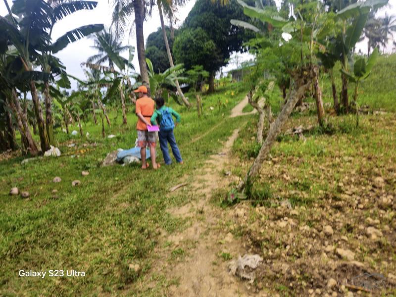 Agricultural Lot for sale in Aloguinsan - image 8