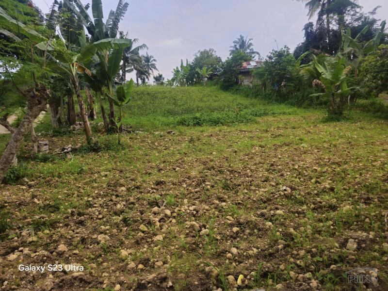 Agricultural Lot for sale in Aloguinsan - image 9