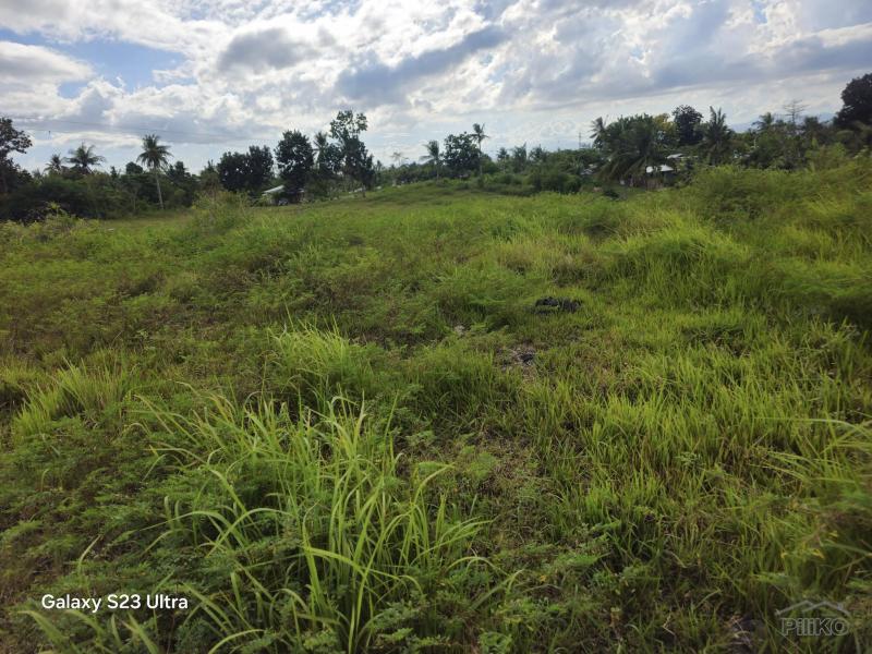 Agricultural Lot for sale in Dumanjug - image 2