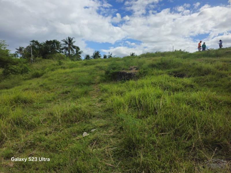 Agricultural Lot for sale in Dumanjug - image 4