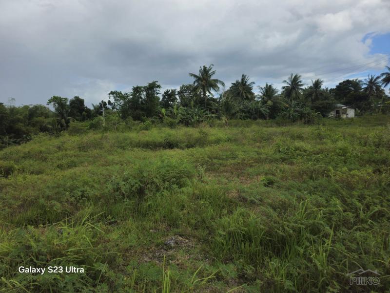 Agricultural Lot for sale in Dumanjug - image 5