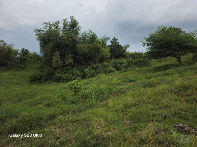 Agricultural Lot for sale in Dumanjug - image 6