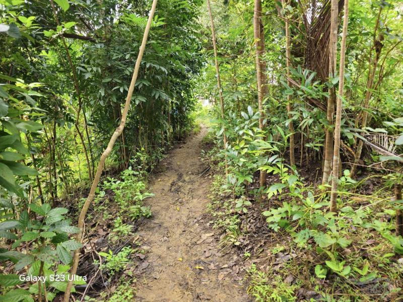 Agricultural Lot for sale in Tubigon in Philippines