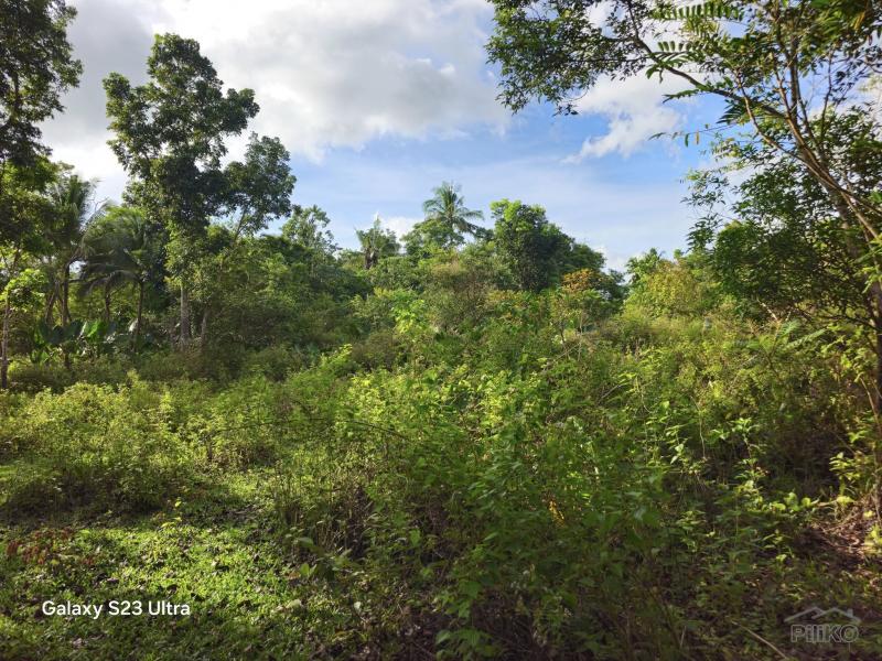 Agricultural Lot for sale in Catigbian