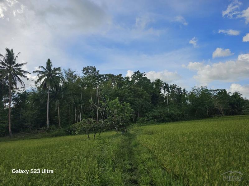 Agricultural Lot for sale in Catigbian in Philippines