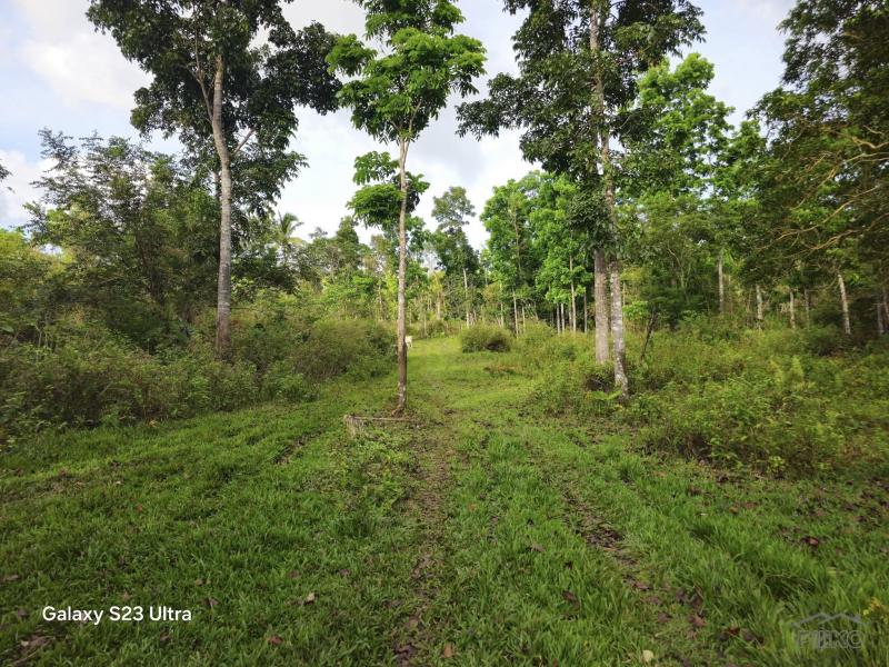Picture of Agricultural Lot for sale in Catigbian in Bohol