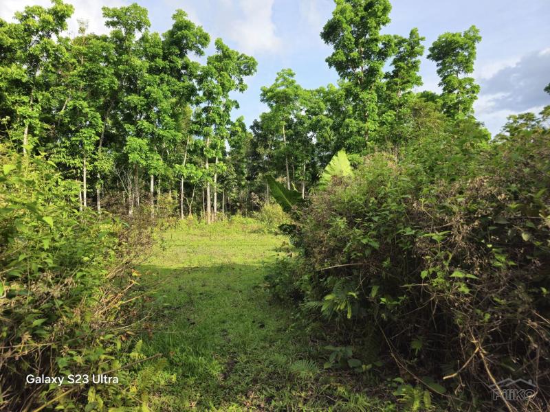 Picture of Agricultural Lot for sale in Catigbian in Philippines