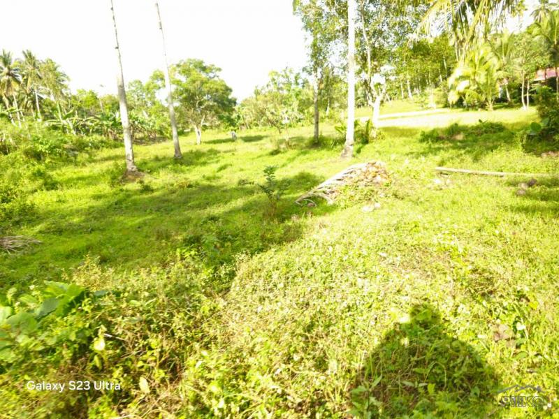 Agricultural Lot for sale in Catigbian in Bohol - image