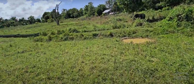 Agricultural Lot for sale in Talibon in Philippines