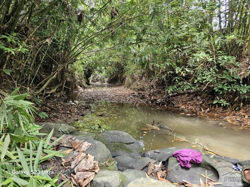 Agricultural Lot for sale in Ubay - image 4