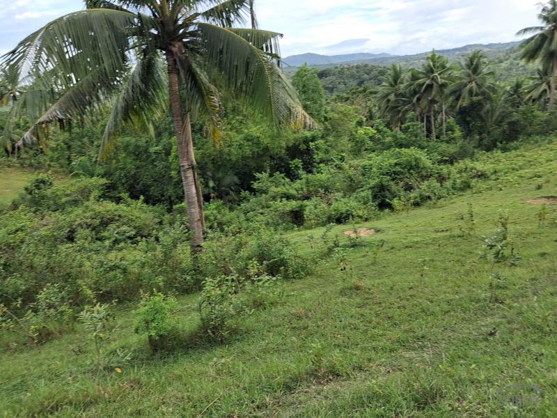 Agricultural Lot for sale in Aloguinsan