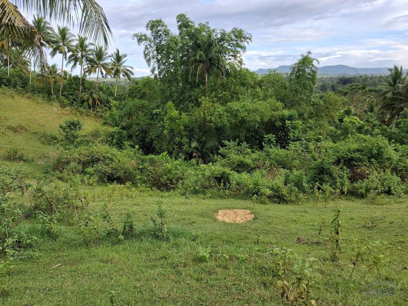 Agricultural Lot for sale in Aloguinsan in Cebu