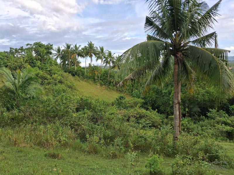 Picture of Agricultural Lot for sale in Aloguinsan in Philippines