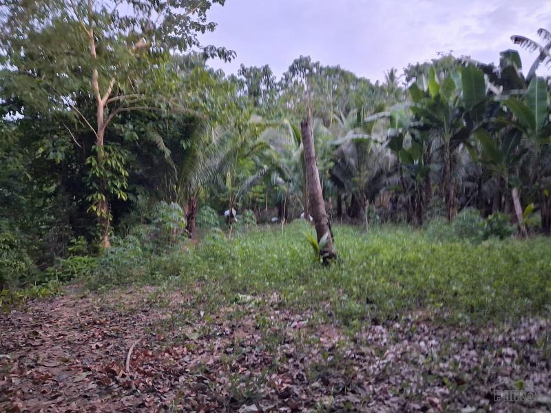 Agricultural Lot for sale in Aloguinsan