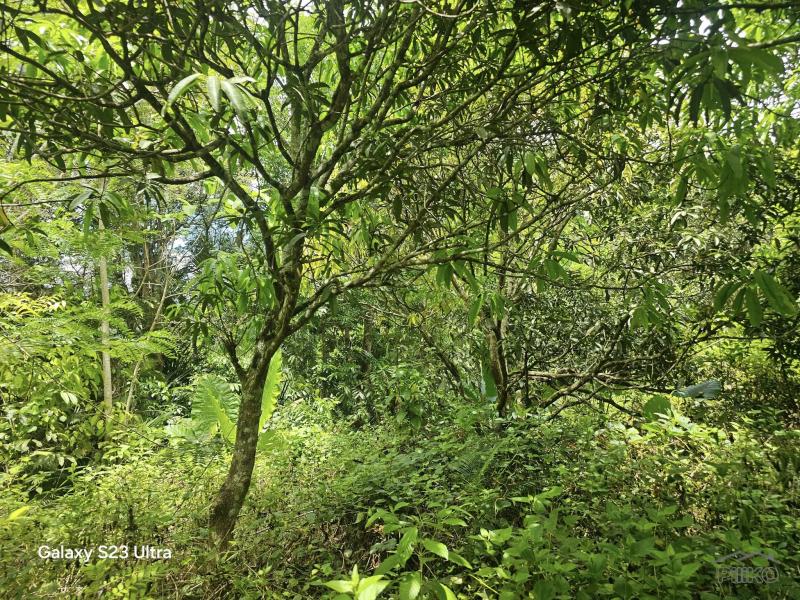 Agricultural Lot for sale in Consolacion - image 4