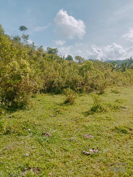 Picture of Agricultural Lot for sale in Balilihan in Bohol