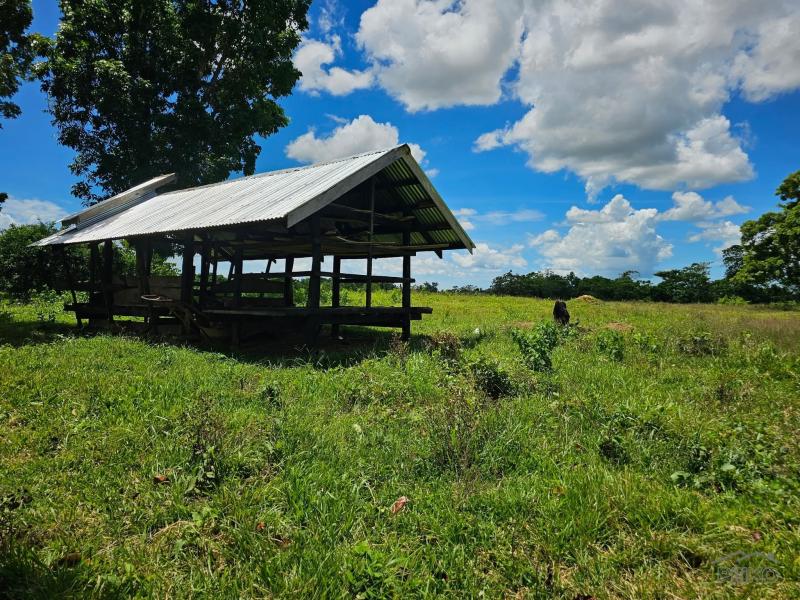 Agricultural Lot for sale in San Miguel - image 10