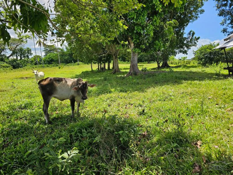 Agricultural Lot for sale in San Miguel - image 12