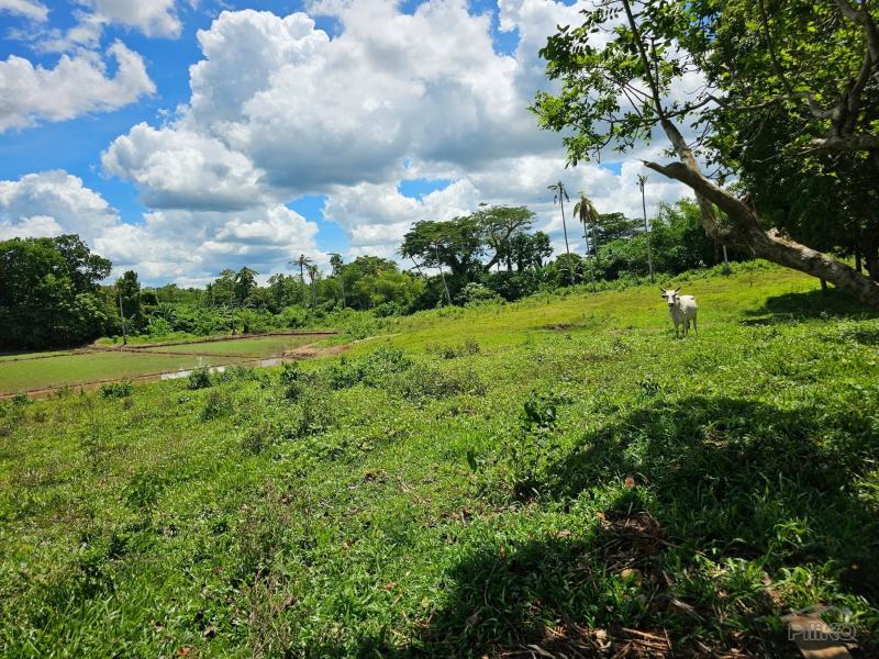 Agricultural Lot for sale in San Miguel - image 13