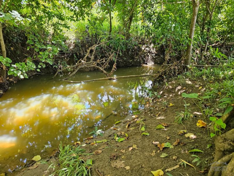 Agricultural Lot for sale in San Miguel - image 2