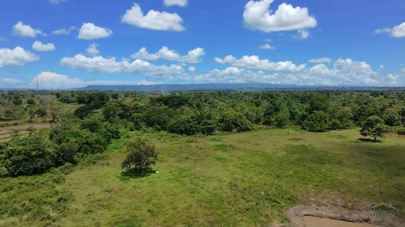 Agricultural Lot for sale in San Miguel - image 3