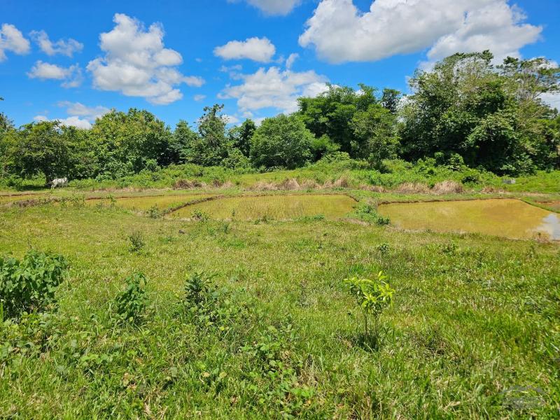 Agricultural Lot for sale in San Miguel - image 4