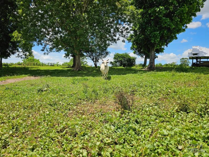 Agricultural Lot for sale in San Miguel - image 5