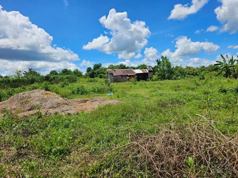 Agricultural Lot for sale in San Miguel - image 6