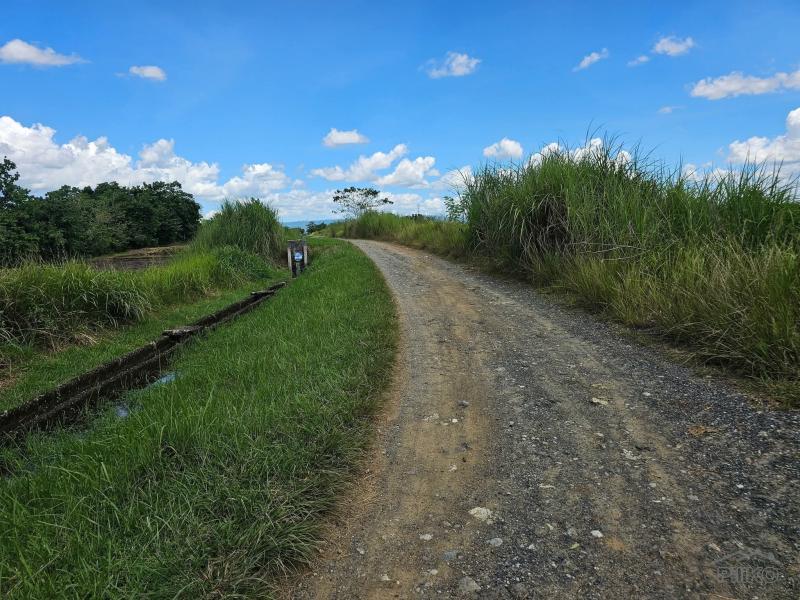 Agricultural Lot for sale in San Miguel - image 7
