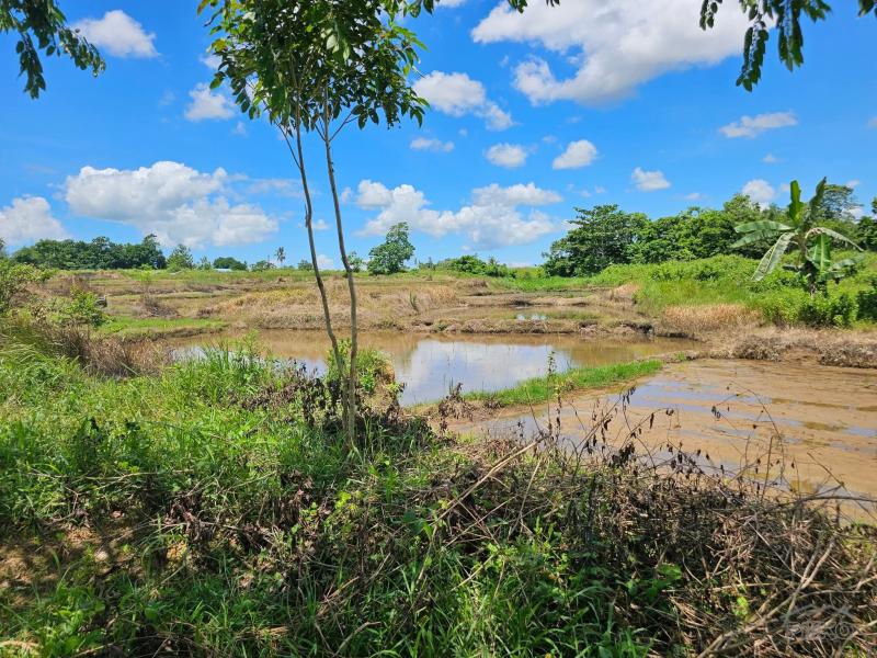 Agricultural Lot for sale in San Miguel - image 8