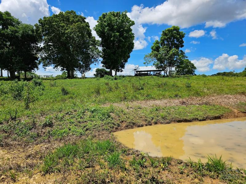 Agricultural Lot for sale in San Miguel - image 9