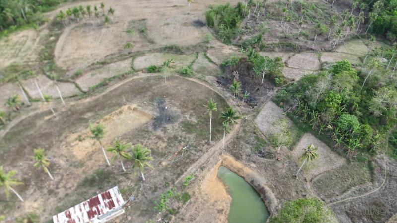 Agricultural Lot for sale in Ubay - image 11
